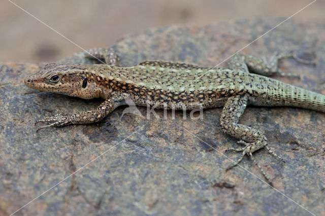 Oertzeni's Rock Lizard (Anatololacerta oertzeni pelasgiana)