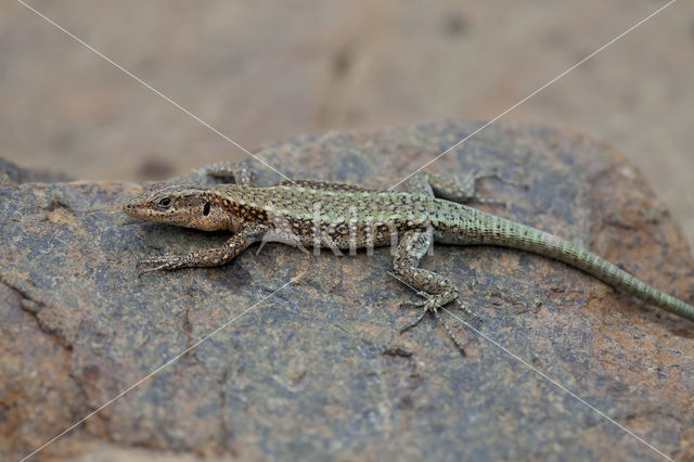 Oertzeni's Rock Lizard (Anatololacerta oertzeni pelasgiana)