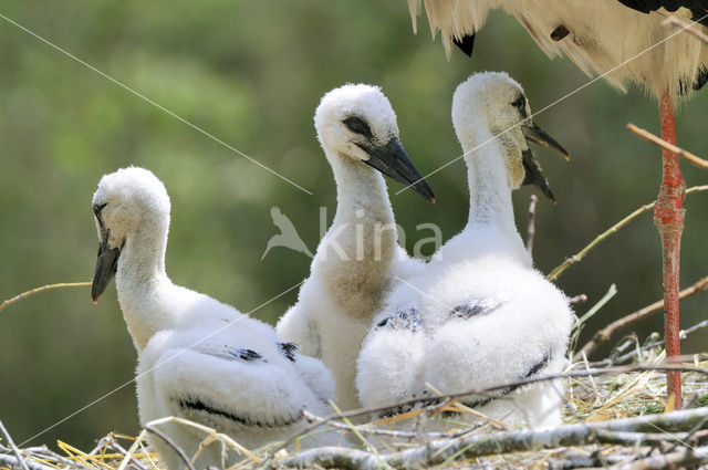 Ooievaar (Ciconia ciconia)