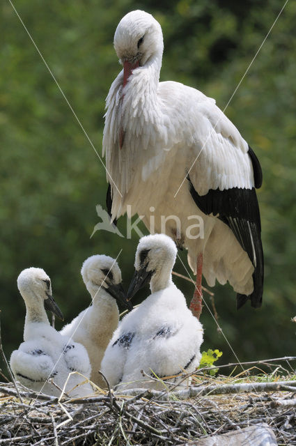 Ooievaar (Ciconia ciconia)