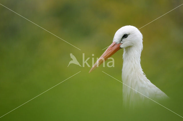 Ooievaar (Ciconia ciconia)