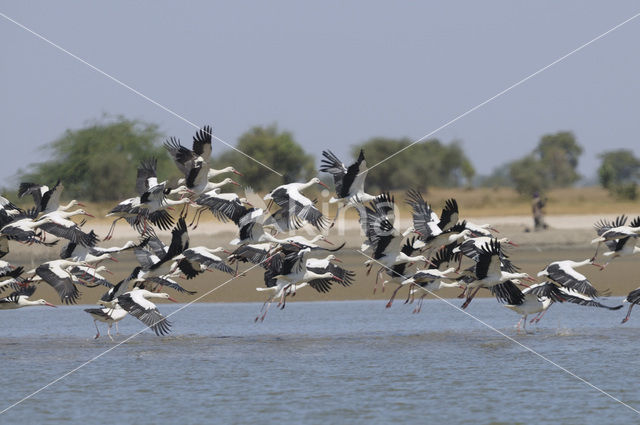 Ooievaar (Ciconia ciconia)