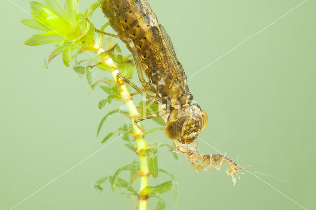 Paardenbijter (Aeshna mixta)