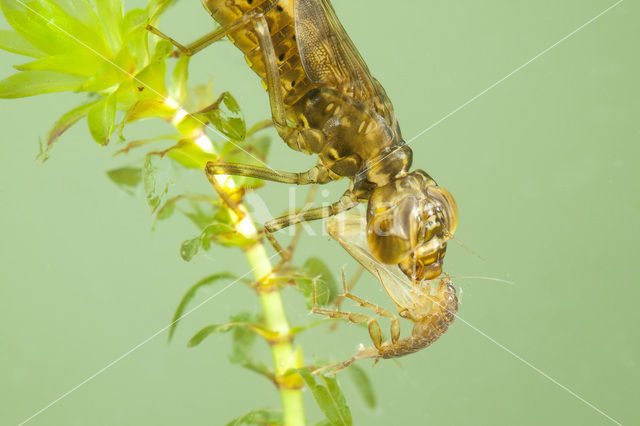 Paardenbijter (Aeshna mixta)