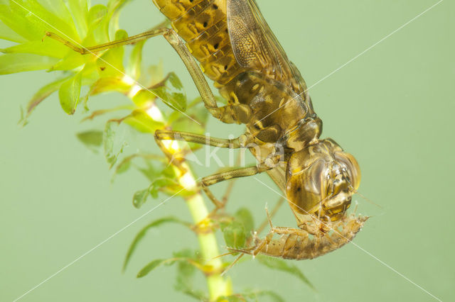 Paardenbijter (Aeshna mixta)