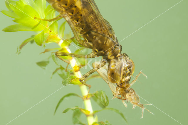 Paardenbijter (Aeshna mixta)