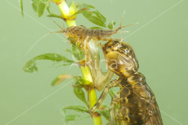 Paardenbijter (Aeshna mixta)