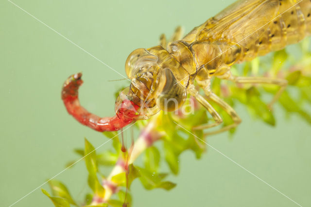 Paardenbijter (Aeshna mixta)