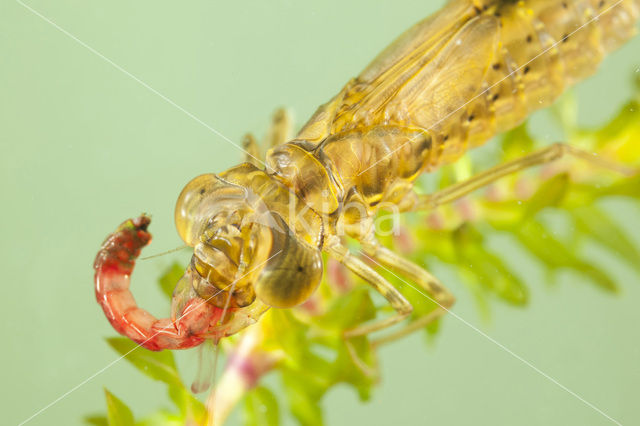 Paardenbijter (Aeshna mixta)