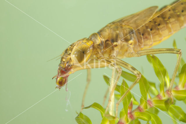 Paardenbijter (Aeshna mixta)