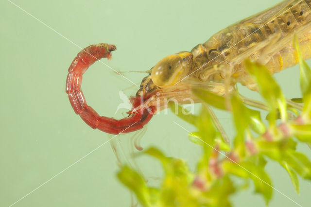 Paardenbijter (Aeshna mixta)