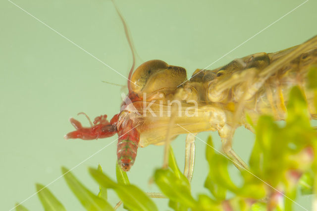 Paardenbijter (Aeshna mixta)