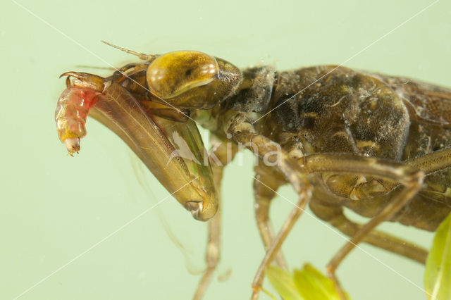 Paardenbijter (Aeshna mixta)