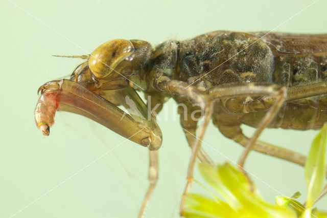 Paardenbijter (Aeshna mixta)