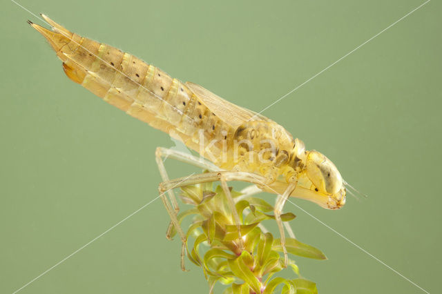 Paardenbijter (Aeshna mixta)