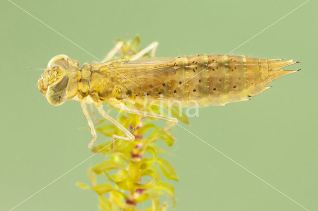 Paardenbijter (Aeshna mixta)