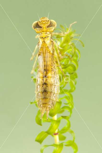 Paardenbijter (Aeshna mixta)