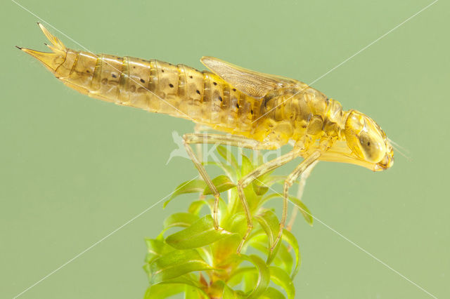 Paardenbijter (Aeshna mixta)