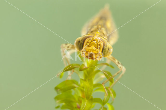 Paardenbijter (Aeshna mixta)