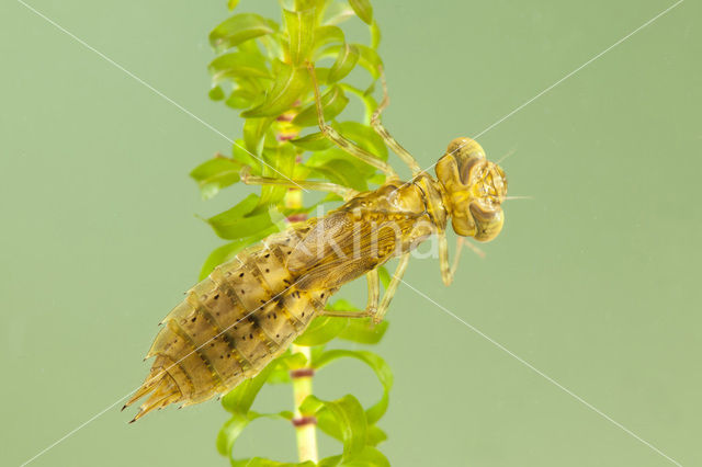 Paardenbijter (Aeshna mixta)