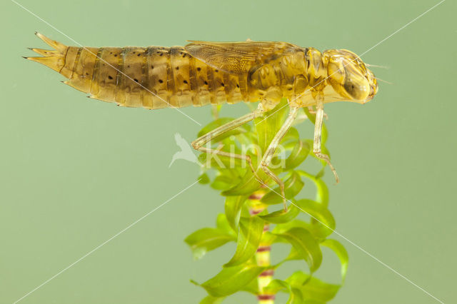 Paardenbijter (Aeshna mixta)