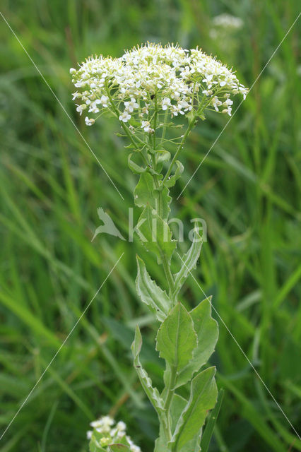 Pijlkruidkers (Lepidium draba)