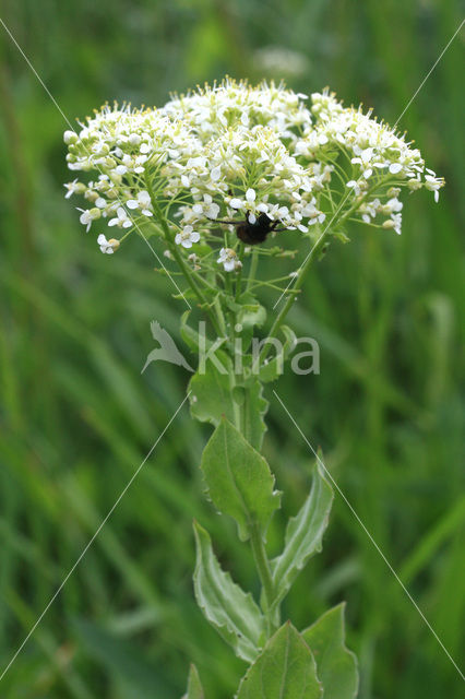 Pijlkruidkers (Lepidium draba)