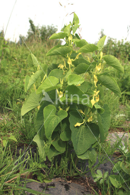 Pijpbloem (Aristolochia clematitis)