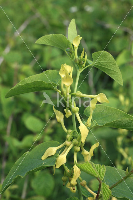 Pijpbloem (Aristolochia clematitis)