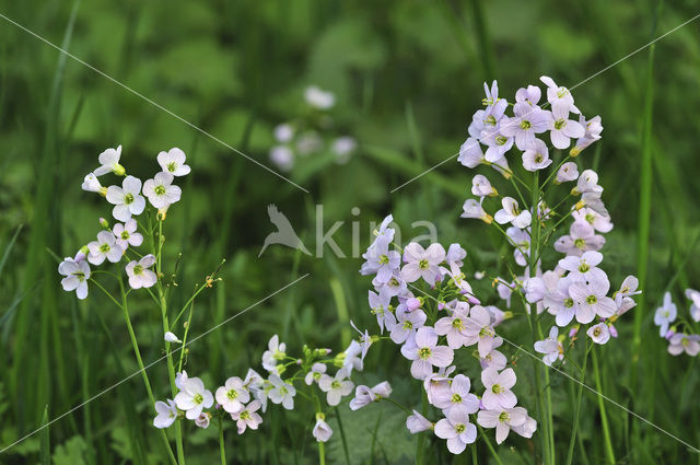 Pinksterbloem (Cardamine pratensis)