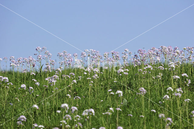 Pinksterbloem (Cardamine pratensis)