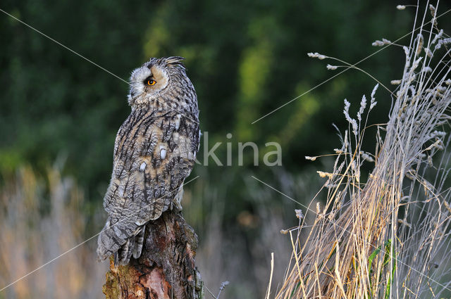 Ransuil (Asio otus)