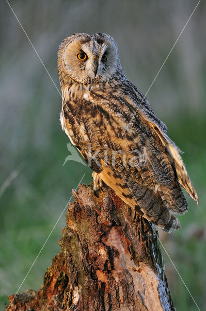 Ransuil (Asio otus)