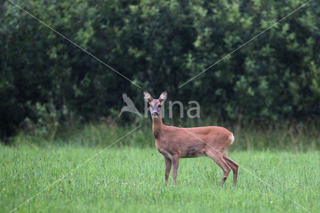 Ree (Capreolus capreolus)