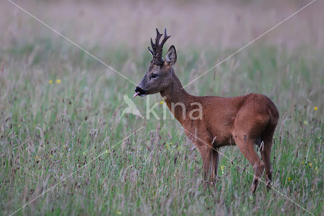 Ree (Capreolus capreolus)