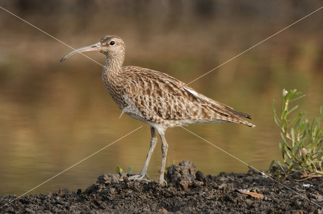 Regenwulp (Numenius phaeopus)