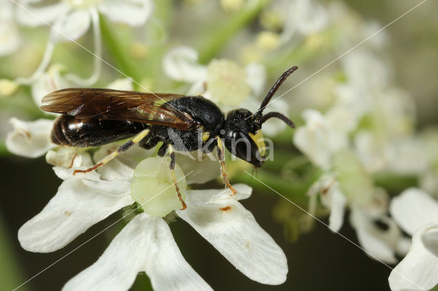 Rietmaskerbij (Hylaeus pectoralis)