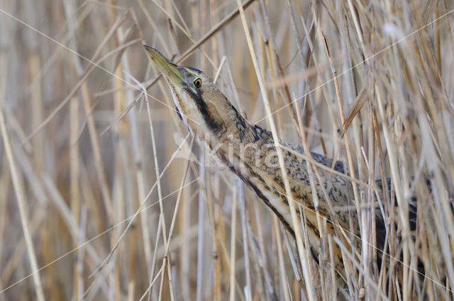 Roerdomp (Botaurus stellaris)