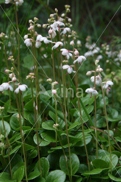 Round-leaved Wintergreen (Pyrola rotundifolia)