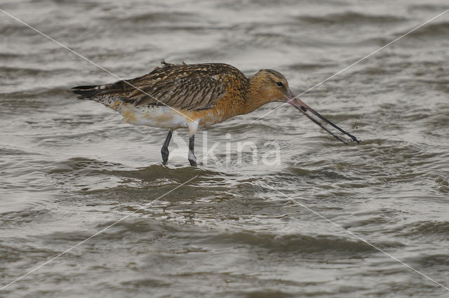 Rosse Grutto (Limosa lapponica)