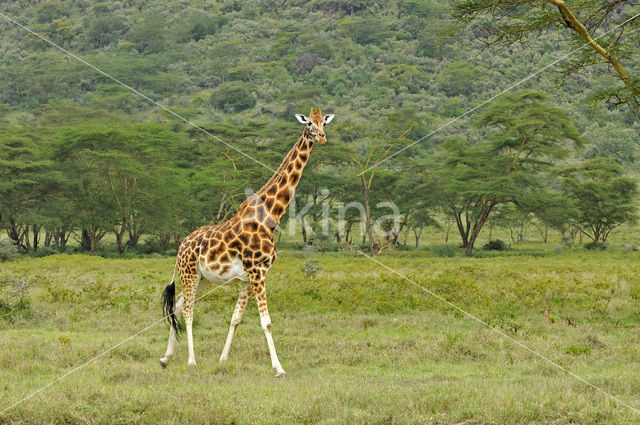 Rothschild’s Giraffe (Giraffa camelopardalis rothschildi)