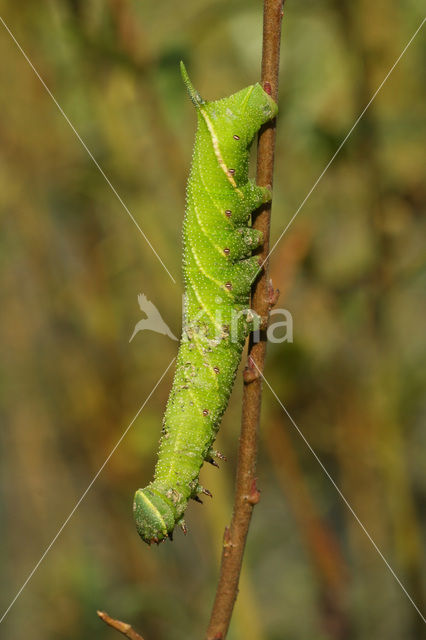 Smerinthus ocellatus