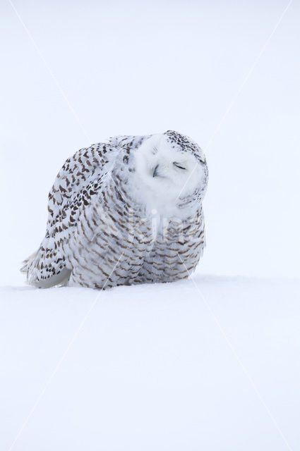 Sneeuwuil (Bubo scandiacus)