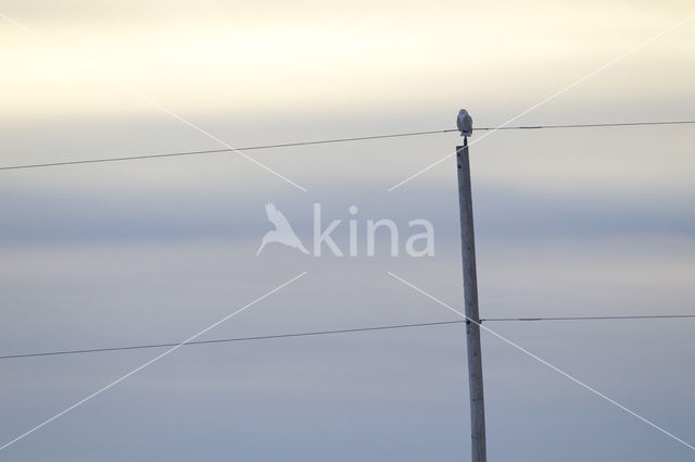 Sneeuwuil (Bubo scandiacus)