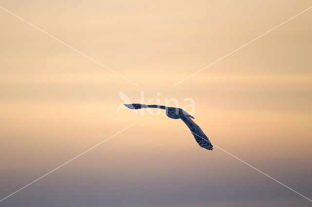 Sneeuwuil (Bubo scandiacus)