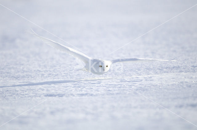 Sneeuwuil (Bubo scandiacus)