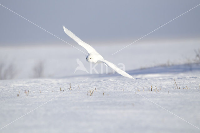 Sneeuwuil (Bubo scandiacus)