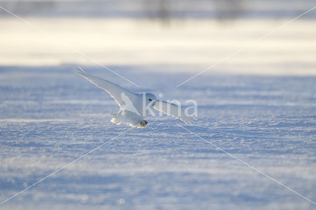 Sneeuwuil (Bubo scandiacus)