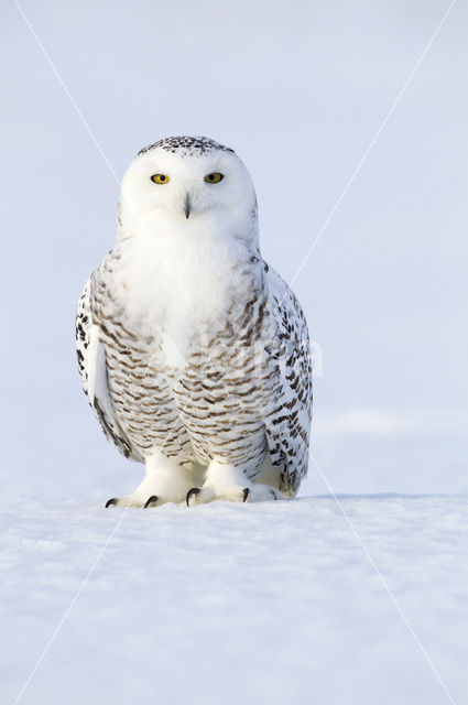 Sneeuwuil (Bubo scandiacus)