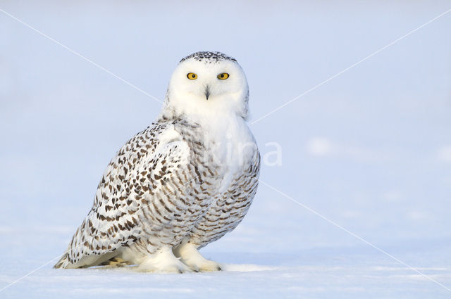 Sneeuwuil (Bubo scandiacus)